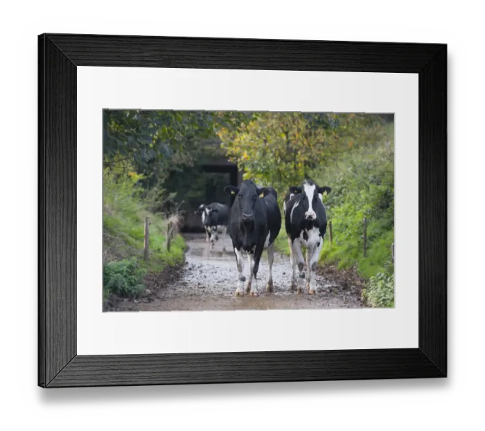 Framed Print : Domestic Cattle, Holstein dairy cows, coming in along track for day milking, Staffordshire, England, November