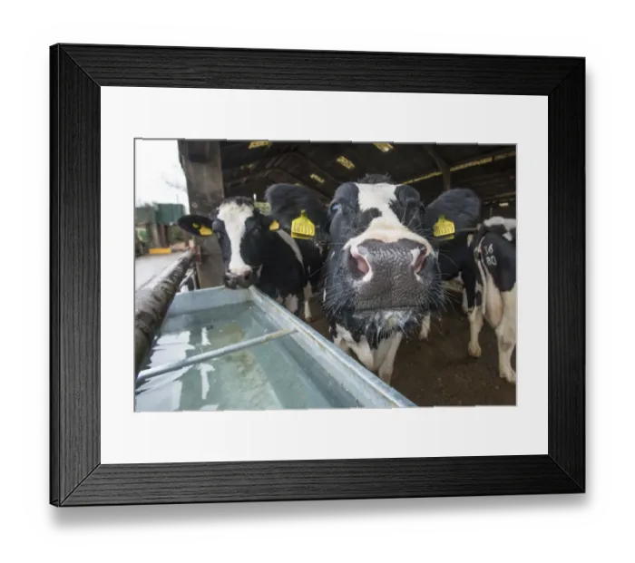 Framed Print : Domestic Cattle, Holstein dairy cows, standing in housing with clean water trough, Warwickshire, England, November