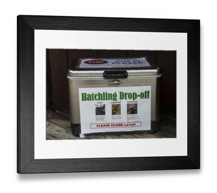 Framed Print : Turtle conservation, Hatchling Drop-off container for rescued sea turtle hatchlings, Florida, U. S. A. October Framed Print : Turtle conservation, Hatchling Drop-off container for rescued sea turtle hatchlings, Florida, U. S. A. October