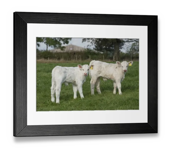 Framed Print : Domestic Cattle, Charolais, two bull calves, standing in pasture, Dumfries and Galloway, Scotland, October