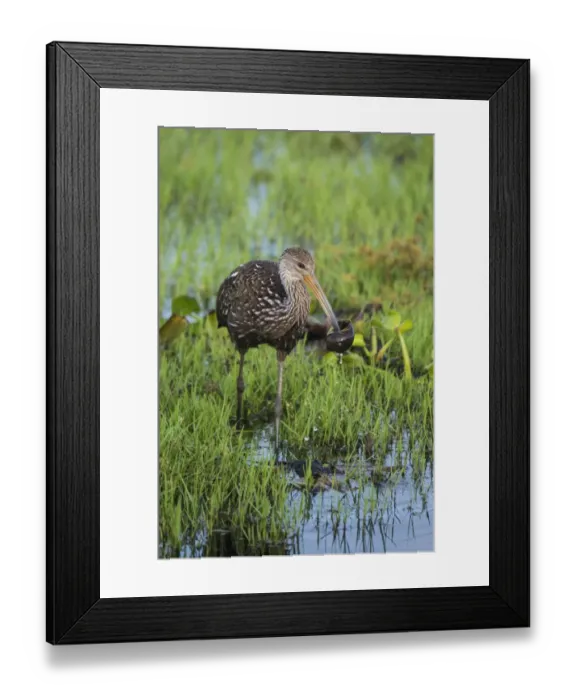 Framed Print : Limpkin (Aeamus guarauna) adult, with Applesnail (Ampullariidae sp. ) prey in beak, feeding in shallow water, Florida Framed Print : Limpkin (Aeamus guarauna) adult, with Applesnail (Ampullariidae sp. ) prey in beak, feeding in shallow water, Florida