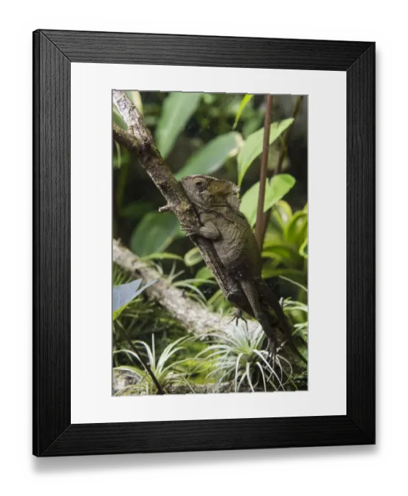 Framed Print : Helmeted Iguana (Corytophanes cristatus) adult, resting on branch (captive) Framed Print : Helmeted Iguana (Corytophanes cristatus) adult, resting on branch (captive)