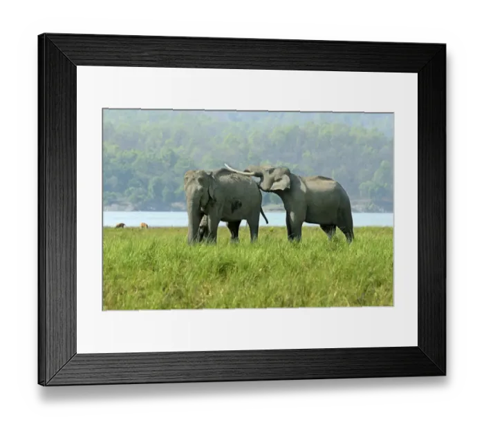 Framed Print : Asian Elephant (Elephas maximus indicus) adult male, female and calf, with adult male laying tusks on back of adult