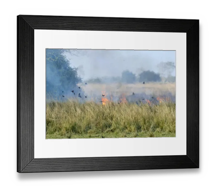 Framed Print : Mixed flock of birds feeding on insects, in flight over burning grassland during controlled burn, Kaziranga N. P Framed Print : Mixed flock of birds feeding on insects, in flight over burning grassland during controlled burn, Kaziranga N. P