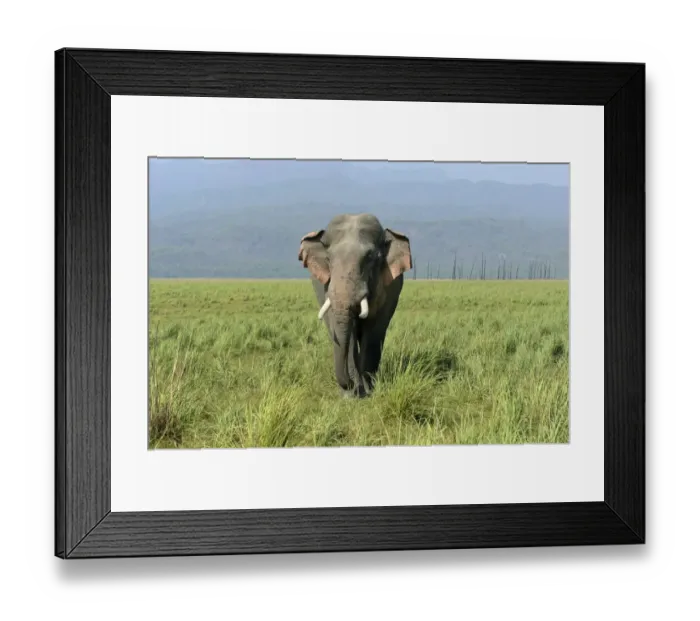 Framed Print : Asian Elephant (Elephas maximus indicus) adult male, walking in grassland, Jim Corbett N. P. Uttarkhand, India, May Framed Print : Asian Elephant (Elephas maximus indicus) adult male, walking in grassland, Jim Corbett N. P. Uttarkhand, India, May
