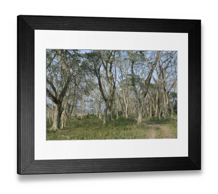 Framed Print : Tropical moist broadleaf forest habitat, Kaziranga N. P. Assam, India, January Framed Print : Tropical moist broadleaf forest habitat, Kaziranga N. P. Assam, India, January