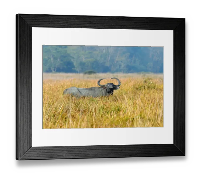 Framed Print : Wild Water Buffalo (Bubalus arnee) adult, resting in grassland, Kaziranga N. P. Assam, India, January Framed Print : Wild Water Buffalo (Bubalus arnee) adult, resting in grassland, Kaziranga N. P. Assam, India, January