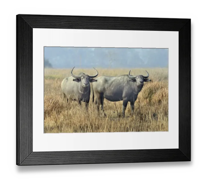 Framed Print : Wild Water Buffalo (Bubalus arnee) two adult females, standing in grassland, Kaziranga N. P. Assam, India, January Framed Print : Wild Water Buffalo (Bubalus arnee) two adult females, standing in grassland, Kaziranga N. P. Assam, India, January