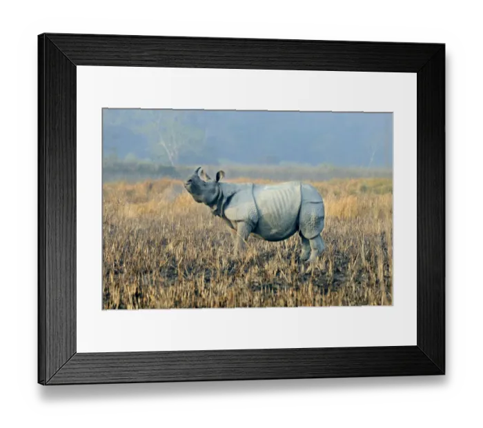 Framed Print : Indian Rhinoceros (Rhinoceros unicornis) adult, standing in burnt grassland at dawn, Kaziranga N. P Framed Print : Indian Rhinoceros (Rhinoceros unicornis) adult, standing in burnt grassland at dawn, Kaziranga N. P