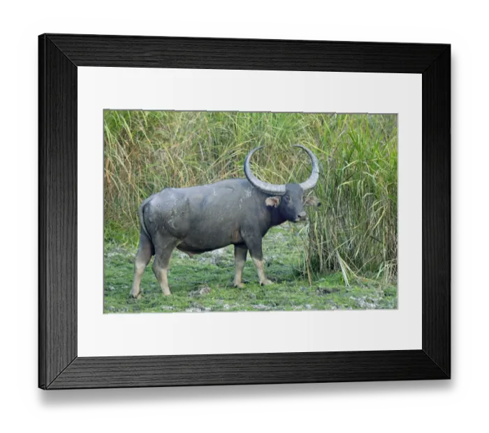 Framed Print : Wild Water Buffalo (Bubalus arnee) adult male, standing in grassland, Kaziranga N. P. Assam, India, January Framed Print : Wild Water Buffalo (Bubalus arnee) adult male, standing in grassland, Kaziranga N. P. Assam, India, January
