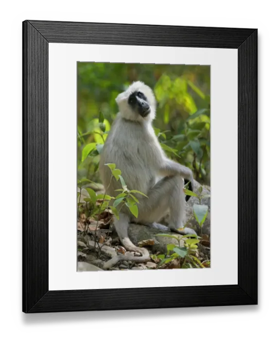 Framed Print : Tarai Grey Langur (Semnopithecus hector) adult, sitting on forest floor, Jim Corbett N. P. Uttarkhand, India, May Framed Print : Tarai Grey Langur (Semnopithecus hector) adult, sitting on forest floor, Jim Corbett N. P. Uttarkhand, India, May