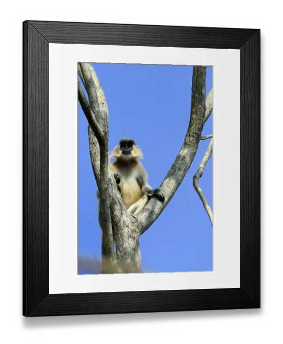 Framed Print : Capped Langur (Trachypithecus pileatus) adult, sitting on tree branches, Kaziranga N. P. Assam, India, January Framed Print : Capped Langur (Trachypithecus pileatus) adult, sitting on tree branches, Kaziranga N. P. Assam, India, January