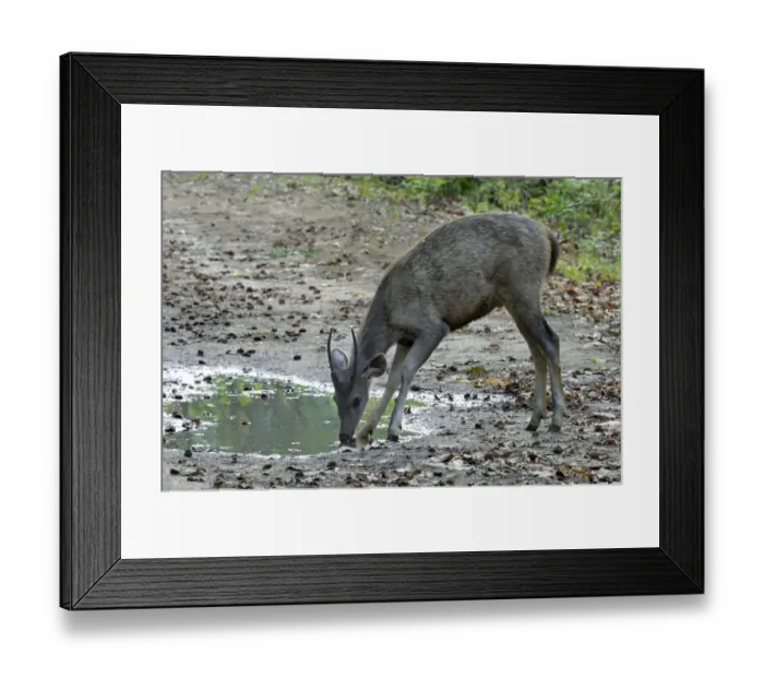 Framed Print : Sambar (Rusa unicolor) immature male, drinking from puddle on track, Jim Corbett N. P. Uttarkhand, India, May Framed Print : Sambar (Rusa unicolor) immature male, drinking from puddle on track, Jim Corbett N. P. Uttarkhand, India, May