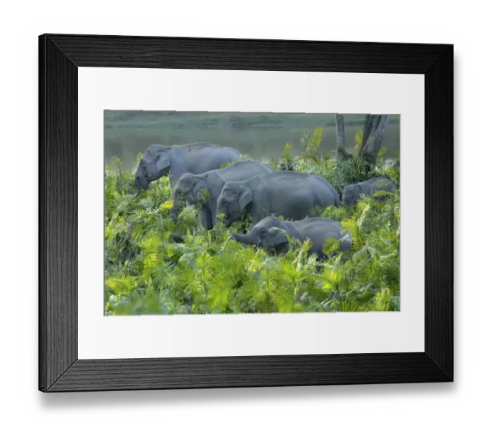 Framed Print : Asian Elephant (Elephas maximus indicus) adult females and calves, herd feeding amongst vegetation on riverbank Framed Print : Asian Elephant (Elephas maximus indicus) adult females and calves, herd feeding amongst vegetation on riverbank