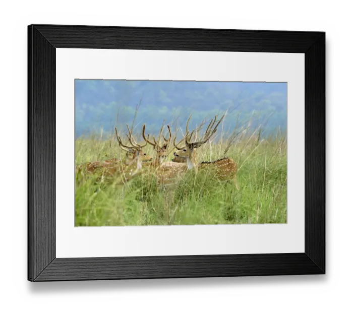 Framed Print : Spotted Deer (Axis axis) five adult males, with antlers in velvet, standing in grassland, Jim Corbett N. P