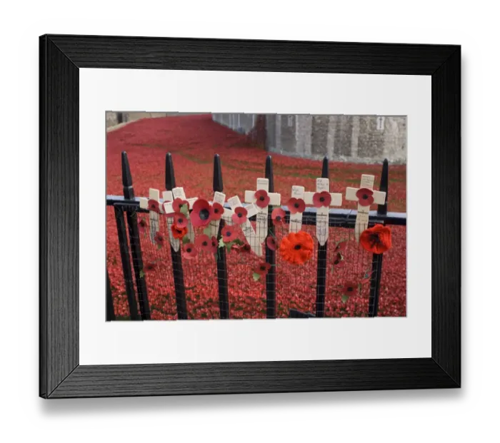 Framed Print : Remembrance poppies on railings beside art installation commemorating centenary of outbreak of World War One