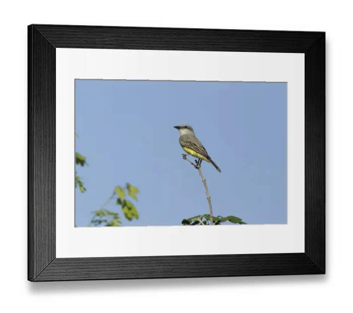 Framed Print : Couchs Kingbird (Tyrannus couchii) adult, perched on twig, Yucatan Peninsula, Mexico, October Framed Print : Couchs Kingbird (Tyrannus couchii) adult, perched on twig, Yucatan Peninsula, Mexico, October