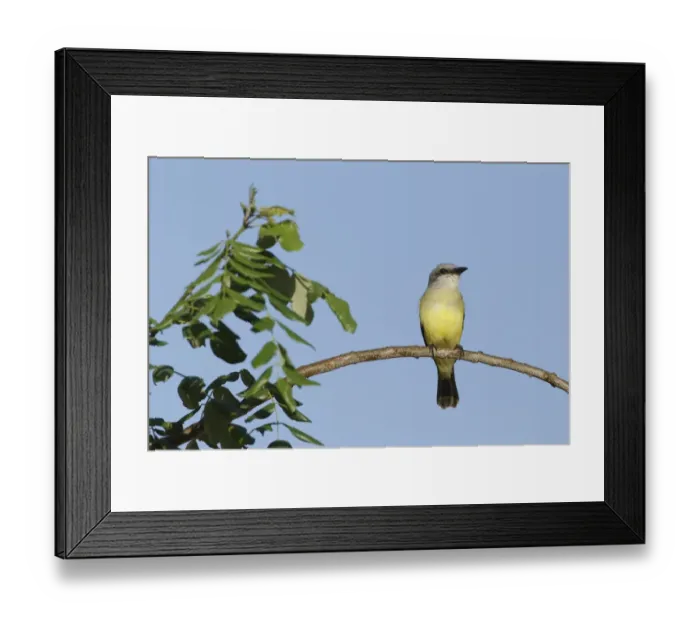 Framed Print : Couchs Kingbird (Tyrannus couchii) adult, perched on twig, Yucatan Peninsula, Mexico, October