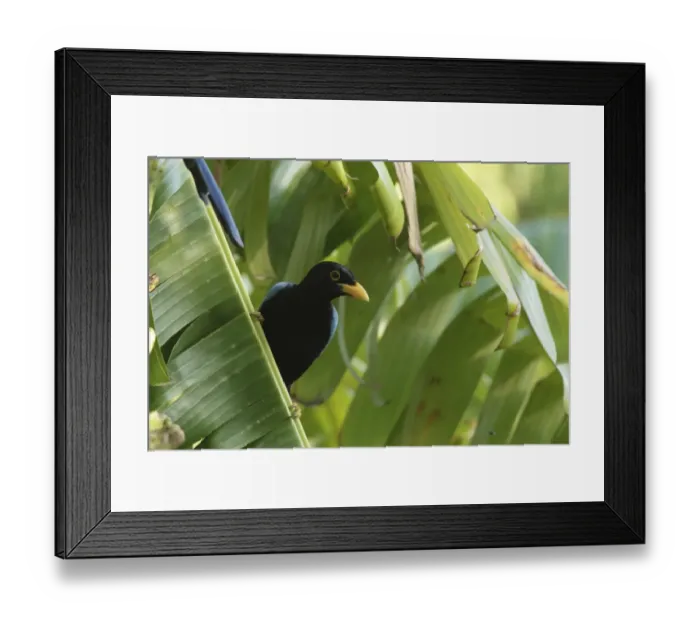Framed Print : Yucatan Jay (Cyanocorax yucatanicus) immature, perched on banana frond, Yucatan Peninsula, Mexico, October Framed Print : Yucatan Jay (Cyanocorax yucatanicus) immature, perched on banana frond, Yucatan Peninsula, Mexico, October