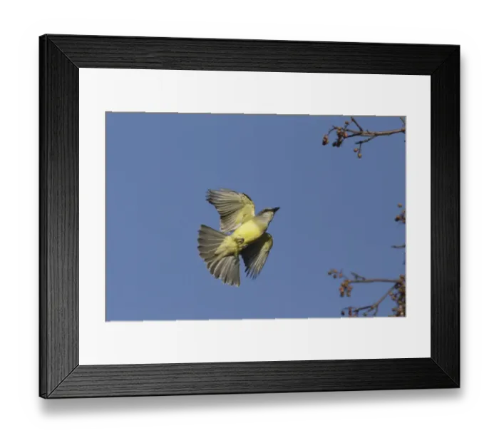 Framed Print : Couchs Kingbird (Tyrannus couchii) adult, in flight, Yucatan Peninsula, Mexico, October Framed Print : Couchs Kingbird (Tyrannus couchii) adult, in flight, Yucatan Peninsula, Mexico, October