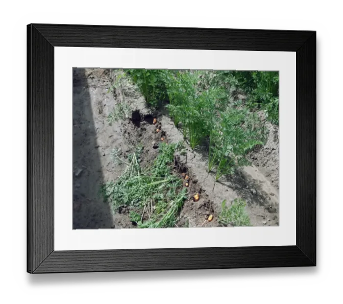 Framed Print : European Rabbit (Oryctolagus cuniculus) feeding damage to Carrot (Daucus carota) crop, France, July Framed Print : European Rabbit (Oryctolagus cuniculus) feeding damage to Carrot (Daucus carota) crop, France, July