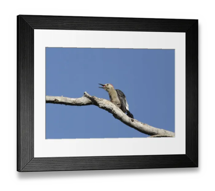 Framed Print : Yucatan Woodpecker (Melanerpes pygmaeus) adult male, feeding on red berry, clinging to dead branch, Yucatan Peninsula Framed Print : Yucatan Woodpecker (Melanerpes pygmaeus) adult male, feeding on red berry, clinging to dead branch, Yucatan Peninsula