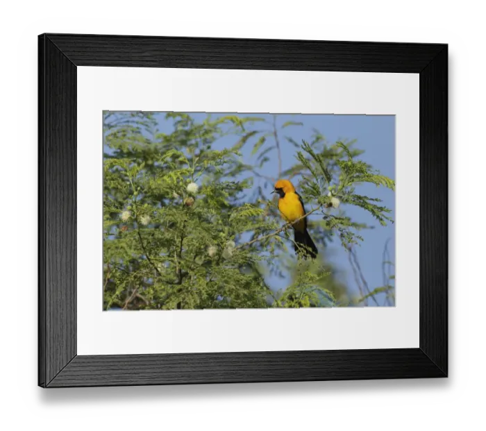 Framed Print : Hooded Oriole (Icterus cucullatus) adult male, perched on twig in flowering tree, Yucatan Peninsula, Mexico, October Framed Print : Hooded Oriole (Icterus cucullatus) adult male, perched on twig in flowering tree, Yucatan Peninsula, Mexico, October