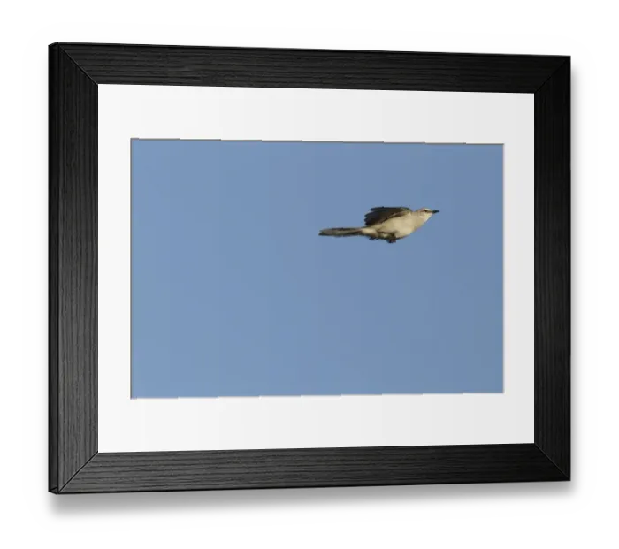 Framed Print : Tropical Mockingbird (Mimus gilvus) adult, in flight with wings held back, Yucatan Peninsula, Mexico, October Framed Print : Tropical Mockingbird (Mimus gilvus) adult, in flight with wings held back, Yucatan Peninsula, Mexico, October
