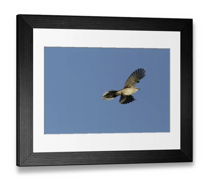 Framed Print : Pink footed Geese, winter flock flying at Brancaster, North Norfolk. One bird is whiffling which is like stalling