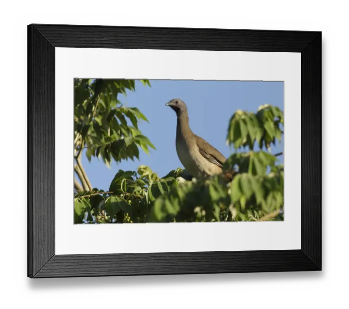Framed Print : Plain Chachalaca (Ortalis vetula) adult, standing in tree, Yucatan Peninsula, Mexico, October Framed Print : Plain Chachalaca (Ortalis vetula) adult, standing in tree, Yucatan Peninsula, Mexico, October