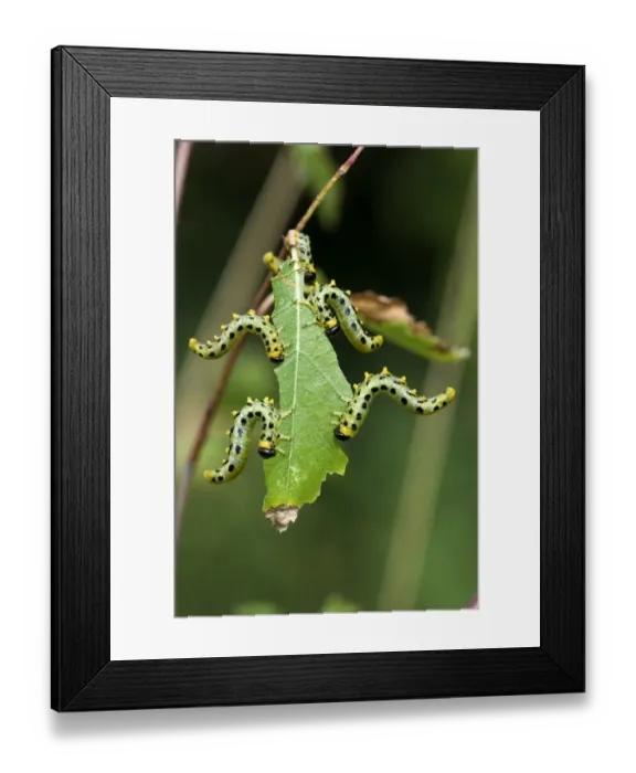 Framed Print : Dusky birch sawfly, Craesus latitarsus, larvae on the leaves on a young silver birch tree, Betula pendula, Berkshire Framed Print : Dusky birch sawfly, Craesus latitarsus, larvae on the leaves on a young silver birch tree, Betula pendula, Berkshire