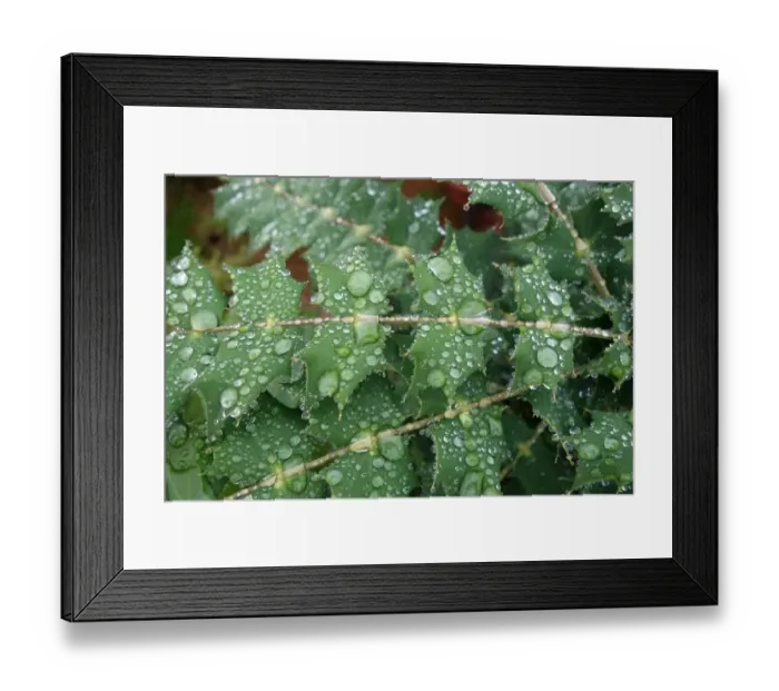 Framed Print : Mahonia, Mahonia x media, Winter Sun, rain water droplets coalesced on water repellant leaves of garden shrub in autumn Framed Print : Mahonia, Mahonia x media, Winter Sun, rain water droplets coalesced on water repellant leaves of garden shrub in autumn