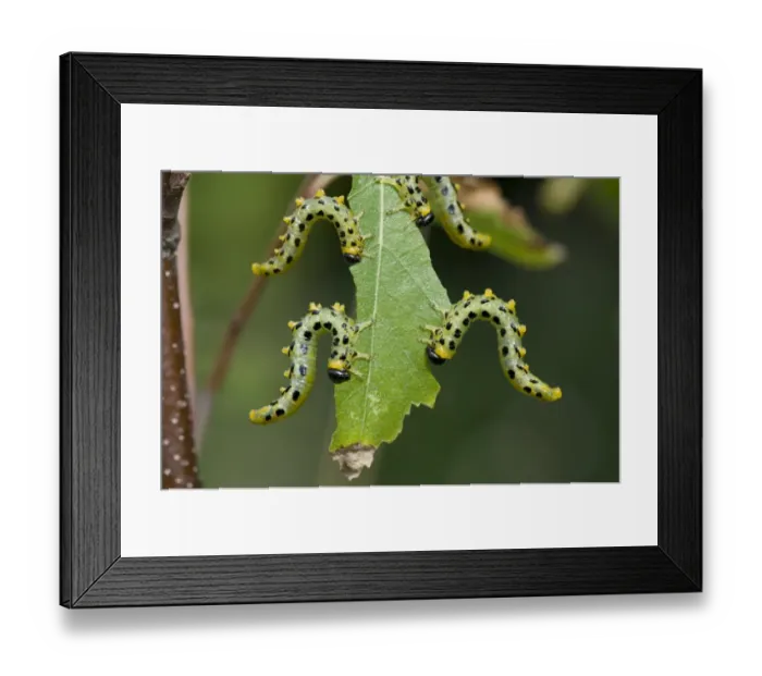 Framed Print : Dusky birch sawfly, Craesus latitarsus, larvae on the leaves on a young silver birch tree, Betula pendula, Berkshire Framed Print : Dusky birch sawfly, Craesus latitarsus, larvae on the leaves on a young silver birch tree, Betula pendula, Berkshire