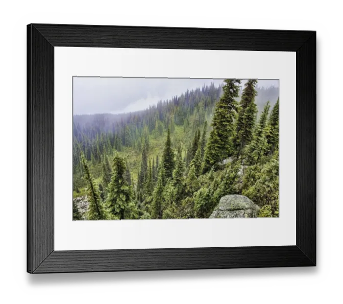 Framed Print : Coniferous forest habitat on mountain slope, Mount Revelstoke N. P. Selkirk Mountains, British Columbia, Canada Framed Print : Coniferous forest habitat on mountain slope, Mount Revelstoke N. P. Selkirk Mountains, British Columbia, Canada