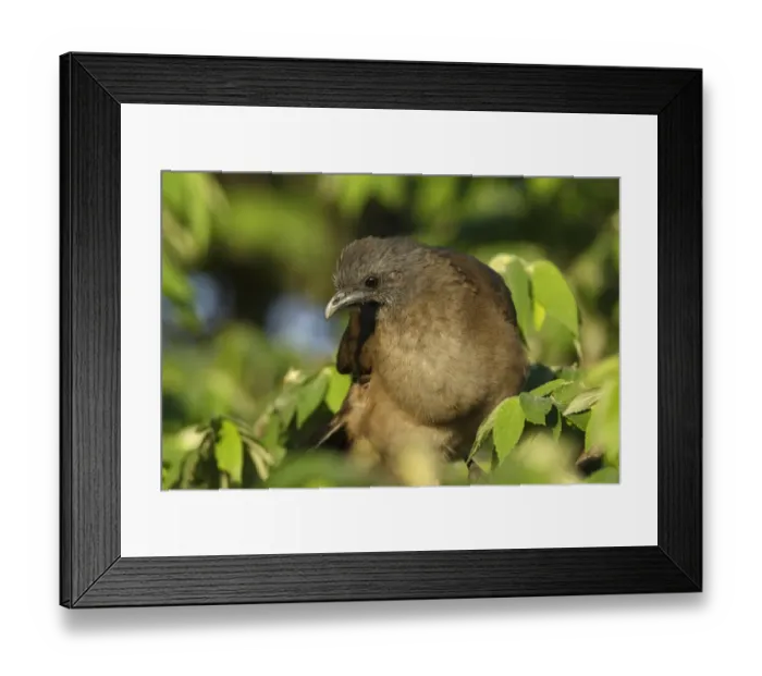 Framed Print : Plain Chachalaca (Ortalis vetula) adult, standing in tree, Yucatan Peninsula, Mexico, October Framed Print : Plain Chachalaca (Ortalis vetula) adult, standing in tree, Yucatan Peninsula, Mexico, October