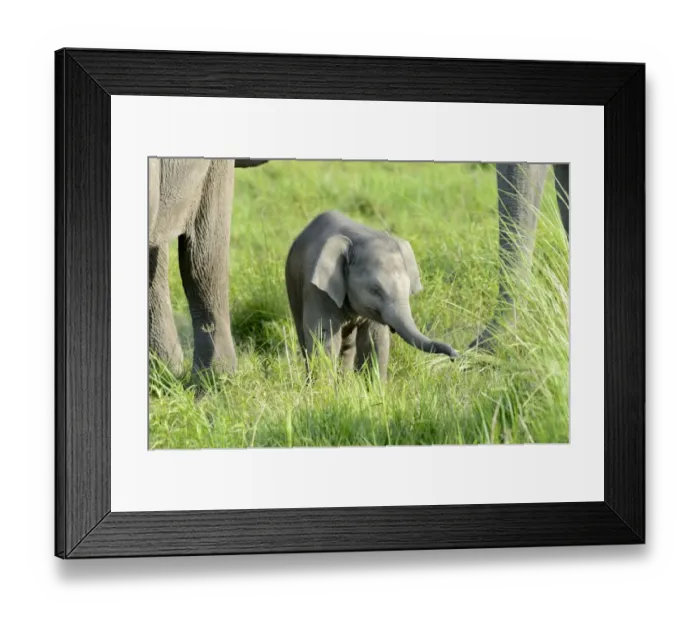 Framed Print : Asian Elephant (Elephas maximus indicus) calf, standing beside adult females in grassland, Jim Corbett N. P Framed Print : Asian Elephant (Elephas maximus indicus) calf, standing beside adult females in grassland, Jim Corbett N. P
