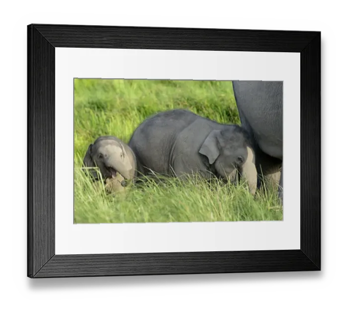 Framed Print : Asian Elephant (Elephas maximus indicus) two calves, different ages, standing beside adult female in grassland
