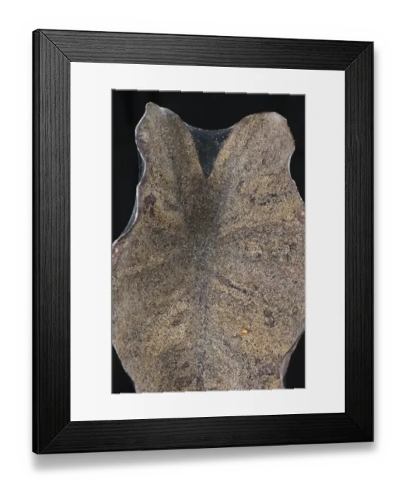 Framed Print : Two-spotted or red spider mite, Tetranychus urticae, damage and webbing on leaves of ornamental house plant Colocasia Framed Print : Two-spotted or red spider mite, Tetranychus urticae, damage and webbing on leaves of ornamental house plant Colocasia