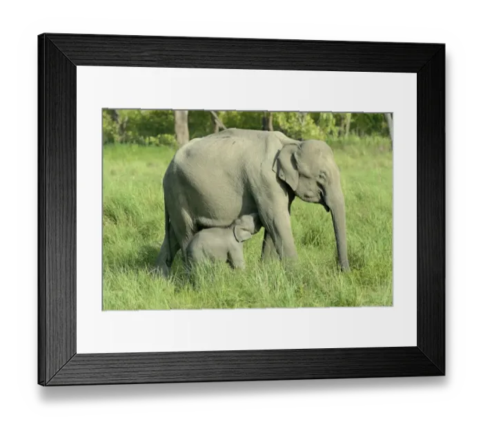 Framed Print : Asian Elephant (Elephas maximus indicus) adult female and calf, suckling, standing in grassland, Jim Corbett N. P Framed Print : Asian Elephant (Elephas maximus indicus) adult female and calf, suckling, standing in grassland, Jim Corbett N. P