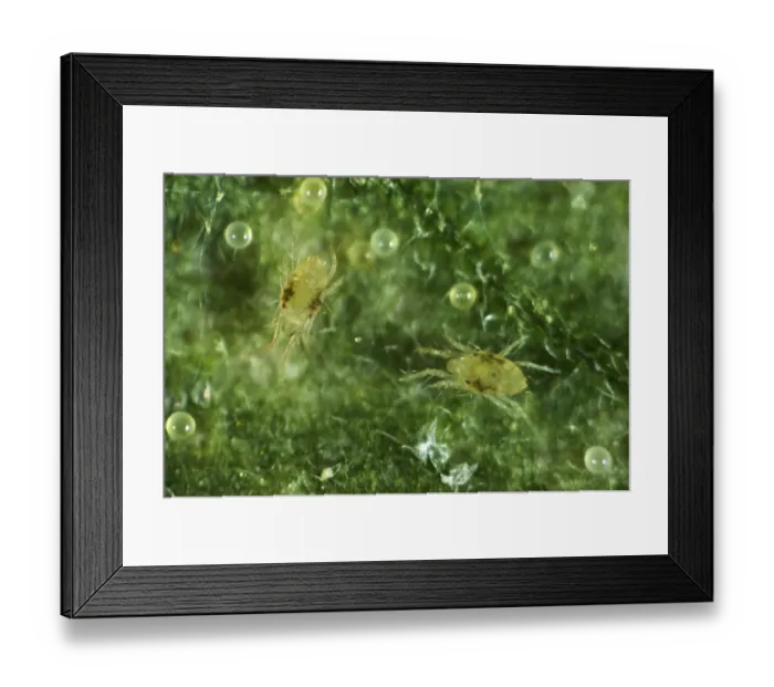 Framed Print : Two-spotted or red spider mites, Tetranychus urticae, two immatures, on tomato leaf Framed Print : Two-spotted or red spider mites, Tetranychus urticae, two immatures, on tomato leaf