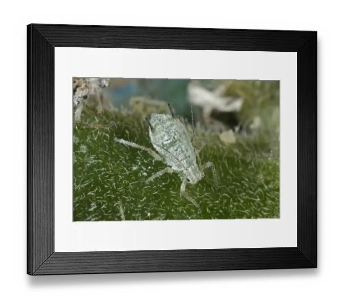 Framed Print : Lupin aphids, Macrosiphum albifrons, brachyopterous female on the pedumcle of a lupin flower