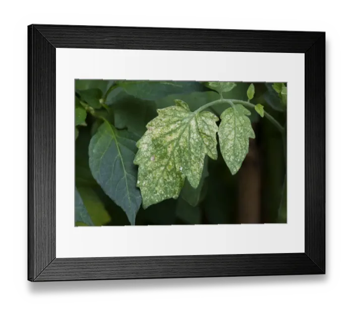Framed Print : Damage to tomato leaves by two-spotted or red spider mites, Tetranychus urticae in a garden greenhouse