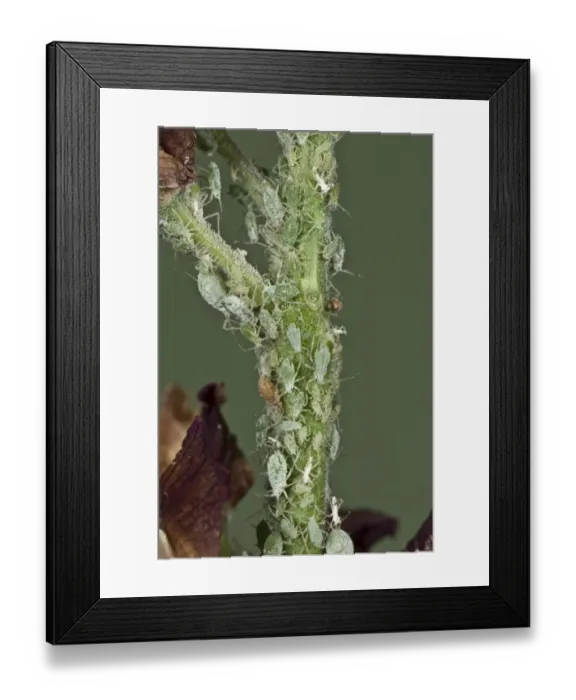 Framed Print : Lupin aphids, Macrosiphum albifrons, infestation on the peduncle of a lupin flower Framed Print : Lupin aphids, Macrosiphum albifrons, infestation on the peduncle of a lupin flower