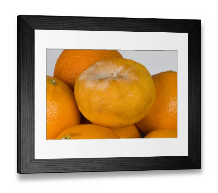Framed Print : Brown rot, Phytophthora citrophthora, on a tangerine, post-harvest storage rot Framed Print : Brown rot, Phytophthora citrophthora, on a tangerine, post-harvest storage rot