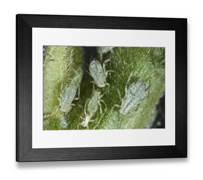 Framed Print : Lupin aphids, Macrosiphum albifrons, infestation on the peduncle of a lupin flower Framed Print : Lupin aphids, Macrosiphum albifrons, infestation on the peduncle of a lupin flower
