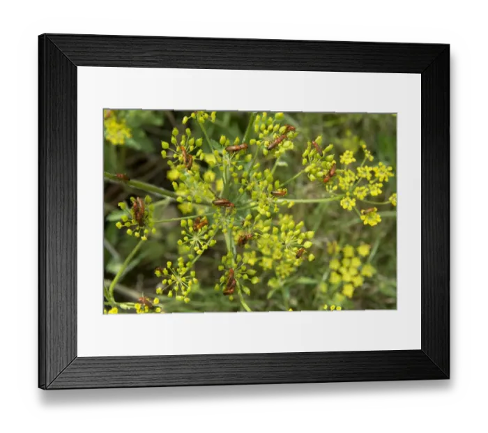 Framed Print : Common Red Soldier Beetle, Rhagonycha fulva, massing and mating on yellow flower of Wild Parsnip, Pastinaca sativa