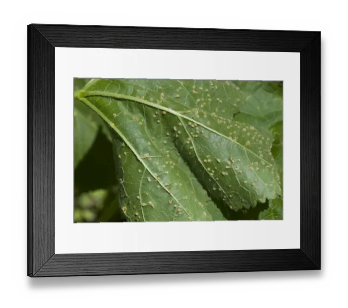 Framed Print : Hollyhock rust, Puccinia malvacearum, early pustules on the lower surface of a hollyhock leaf Framed Print : Hollyhock rust, Puccinia malvacearum, early pustules on the lower surface of a hollyhock leaf