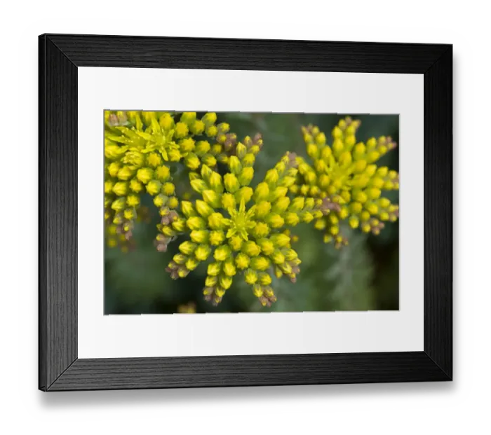Framed Print : Sedum reflexum Blue Cushion a rockery plant with yellow flowers and flowerbuds, June Framed Print : Sedum reflexum Blue Cushion a rockery plant with yellow flowers and flowerbuds, June