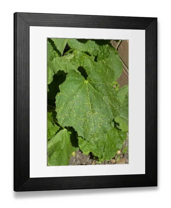 Framed Print : Hollyhock rust, Puccinia malvacearum, early spotting symptoms on the top surface of a hollyhock leaf