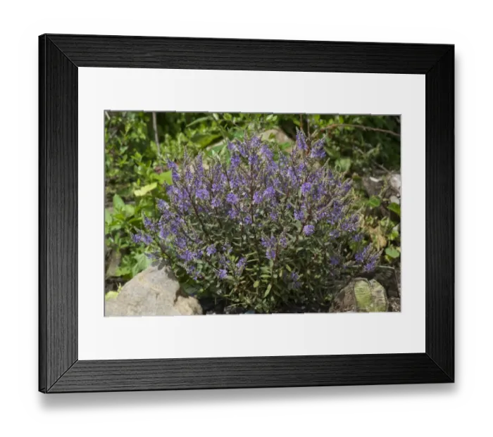 Framed Print : Hebe Caledonia a shrubby veronica hebe flowering on a rockery